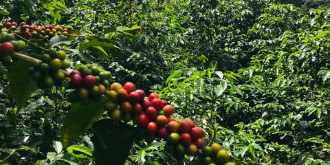 El Salvador und Kaffee - eine bewegte Geschichte
