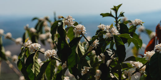 Brasilien: Geschichte des Kaffeeanbaus