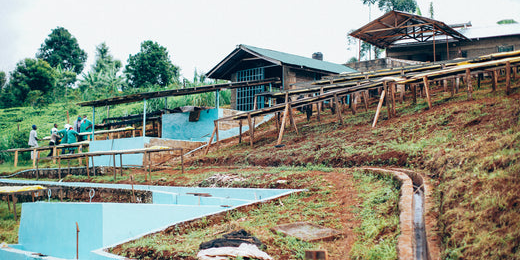 Kenia - weltweit beliebter Kaffeegenuss