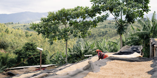 Kaffee aus Burundi - das Long Miles Coffee Project