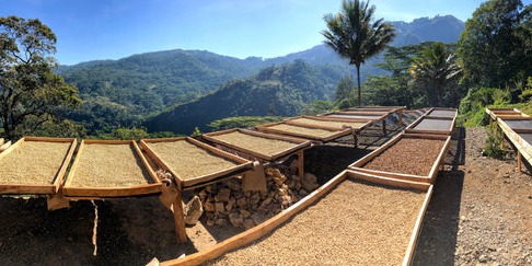 Parami - unser erster Kaffee aus Timor-Leste