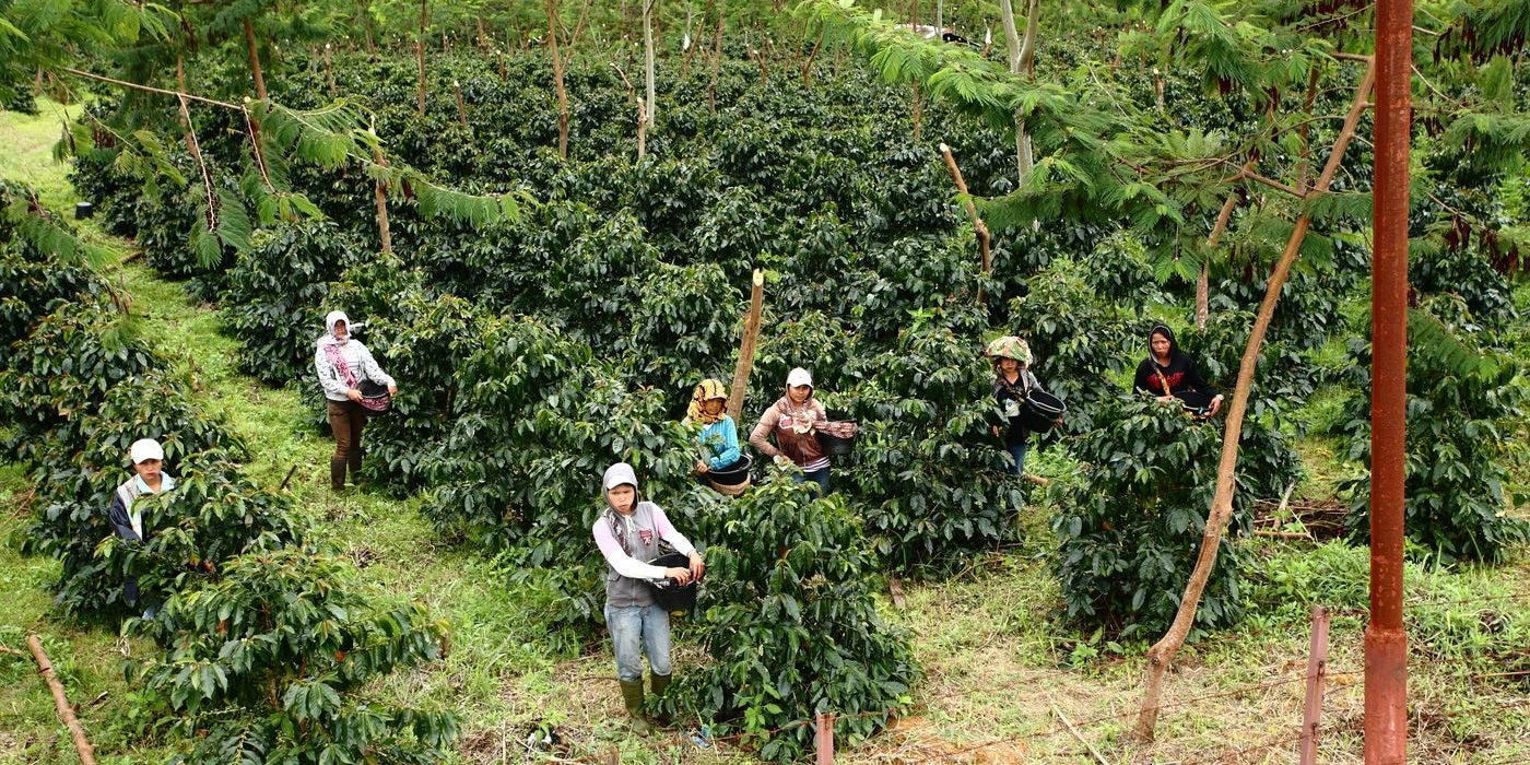 Indonesien: Kaffee wird geerntet