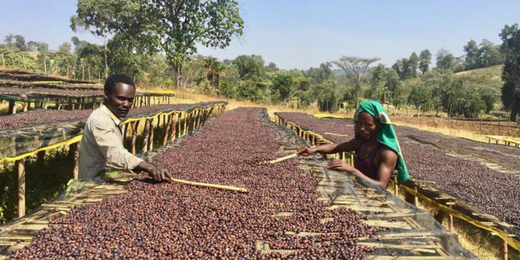 Äthiopien: Besonderer Kaffee aus dem Geburtsland des Kaffees