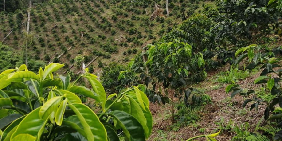 San Gabriel - Kaffeeanbau in Kolumbien im Lichte gesellschaftlichen Wandels