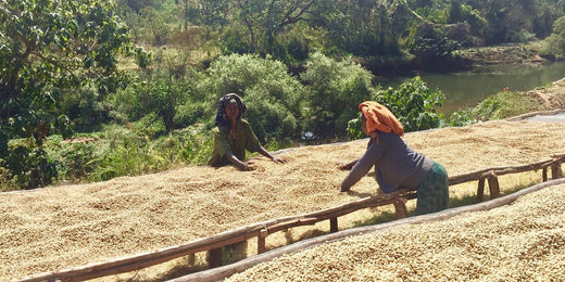 Arabica vs. Robusta: Unterschiede in den Anbaubedingungen von Kaffeepflanzen