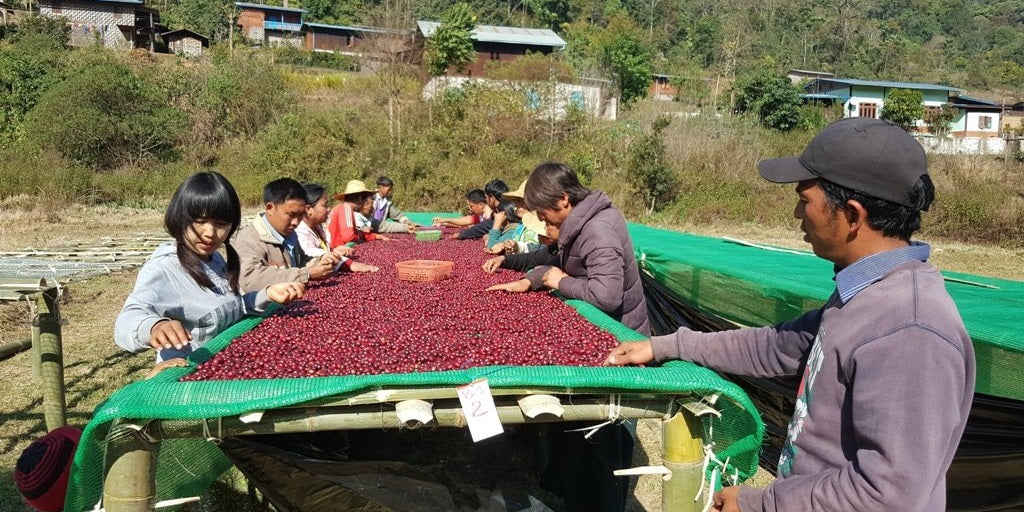 Myanmar: Kaffee wird getrocknet