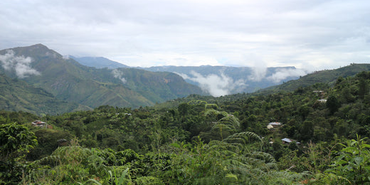 Kolumbien: Entwicklung des Kaffeeanbaus