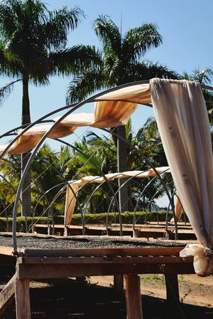 Wemoto X Hoppenworth & Ploch - Passeio