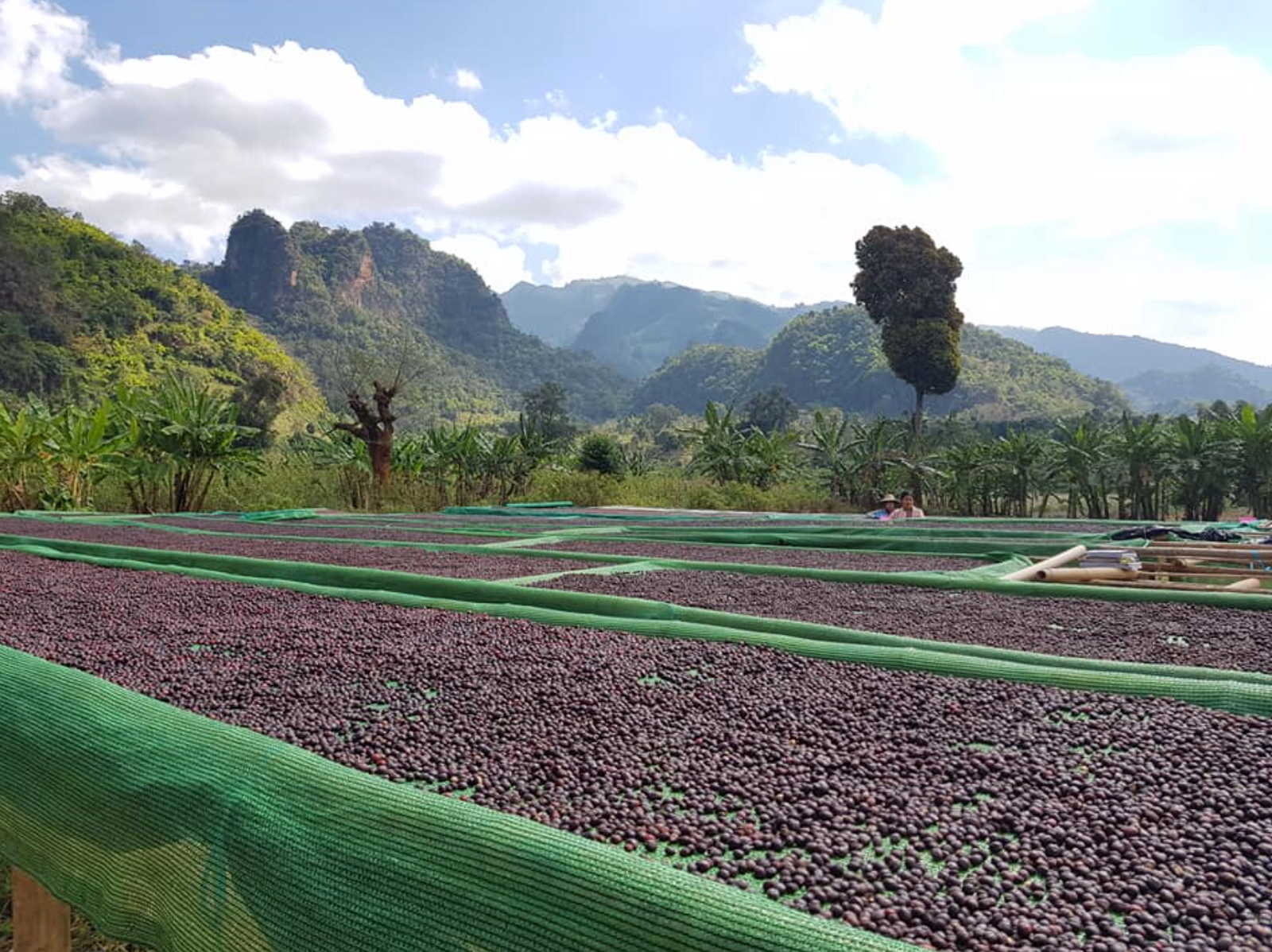 Hopong - die Geschichte des Kaffeeanbaus
