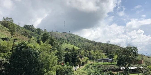 Anbau von Kaffee in Kolumbien