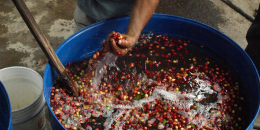 Biokaffee wird gewaschen in Loja / Ecuador