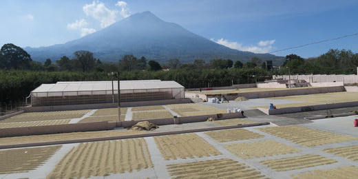 Guatemala: Kaffee wird getrocknet