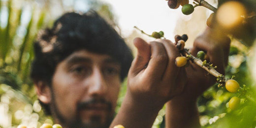 Kaffeeernte in Santa Rosa / Peru