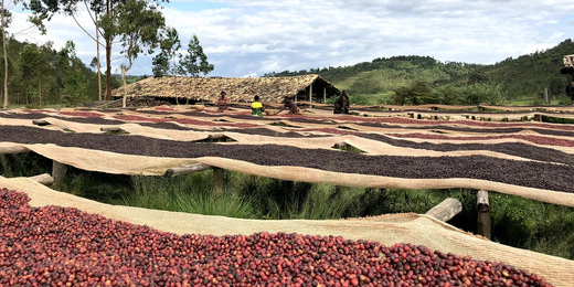 Natural: Kaffeebohnen werden getrocknet in Businde / Burundi
