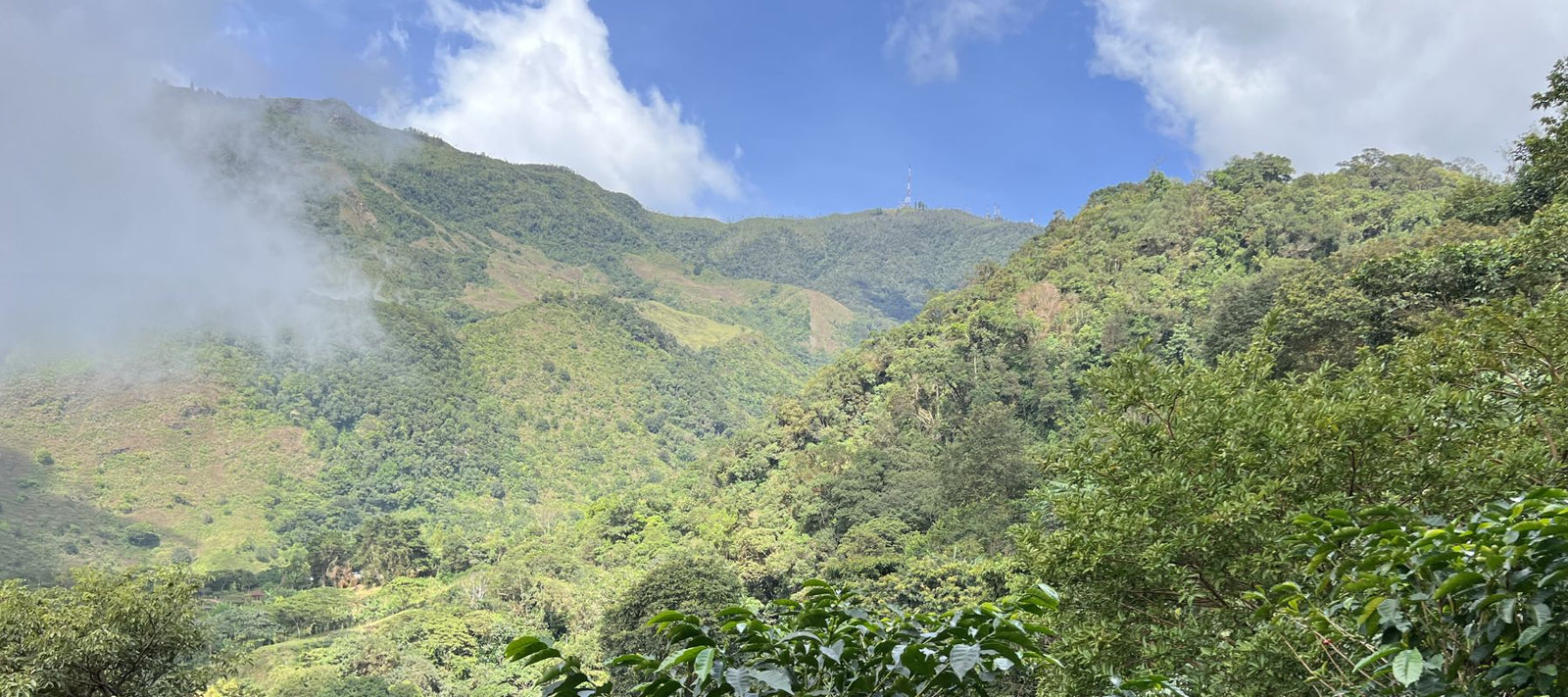 View on coffee fields belonging to Las Moras