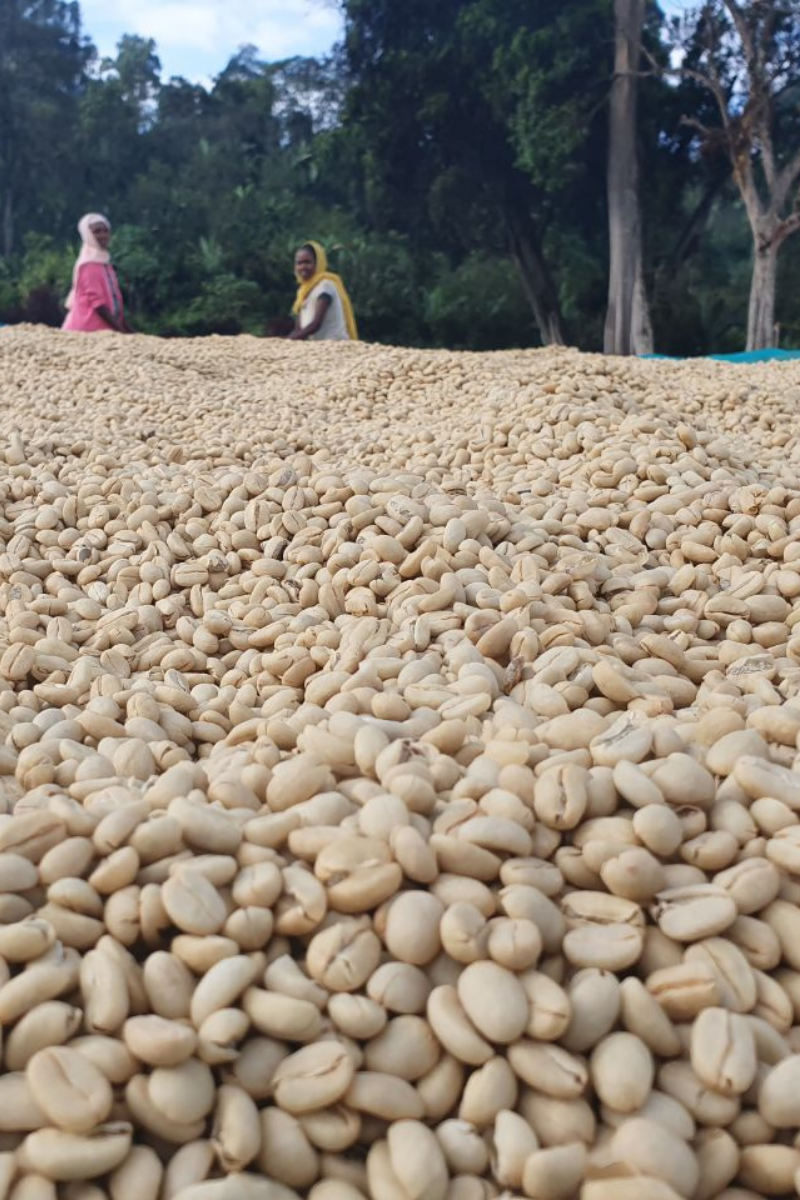 Trocknende Kaffeebohnen auf Bombe Washing Station