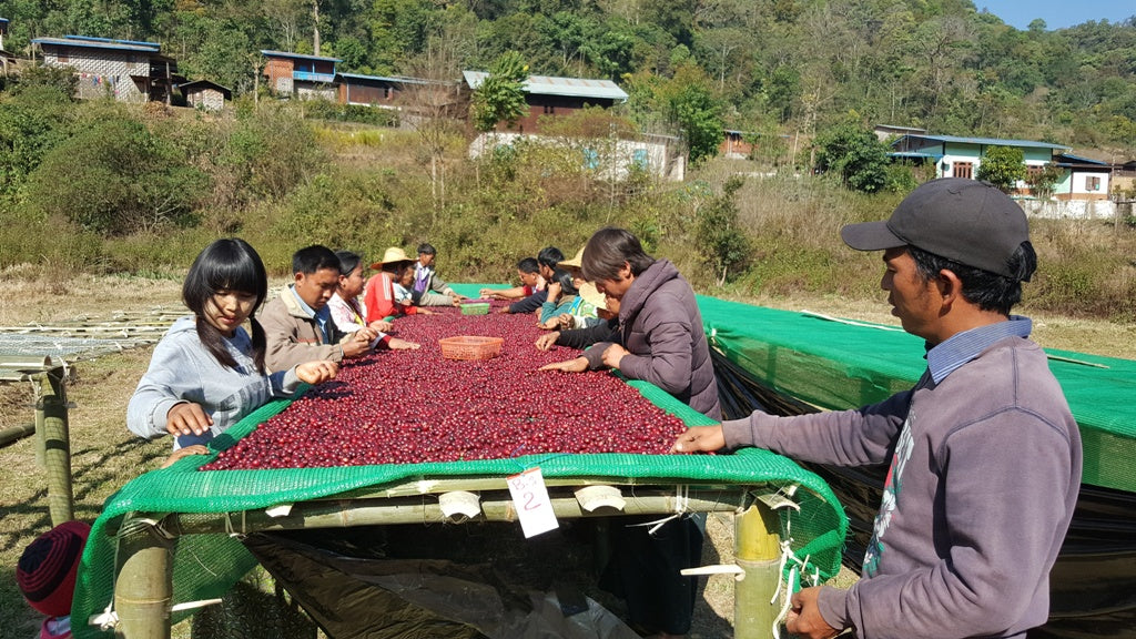 [LAST ROAST] HOPONG - MYANMAR