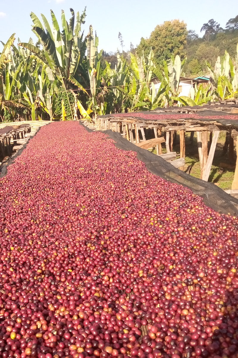 [SOLD OUT] BUKU ABEL - ÄTHIOPIEN