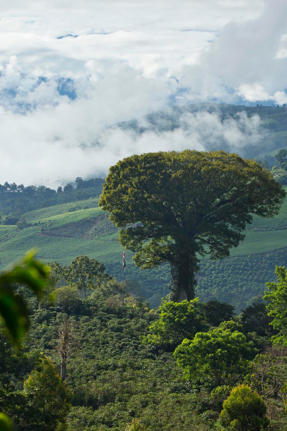 DON ALFONSO - COSTA RICA