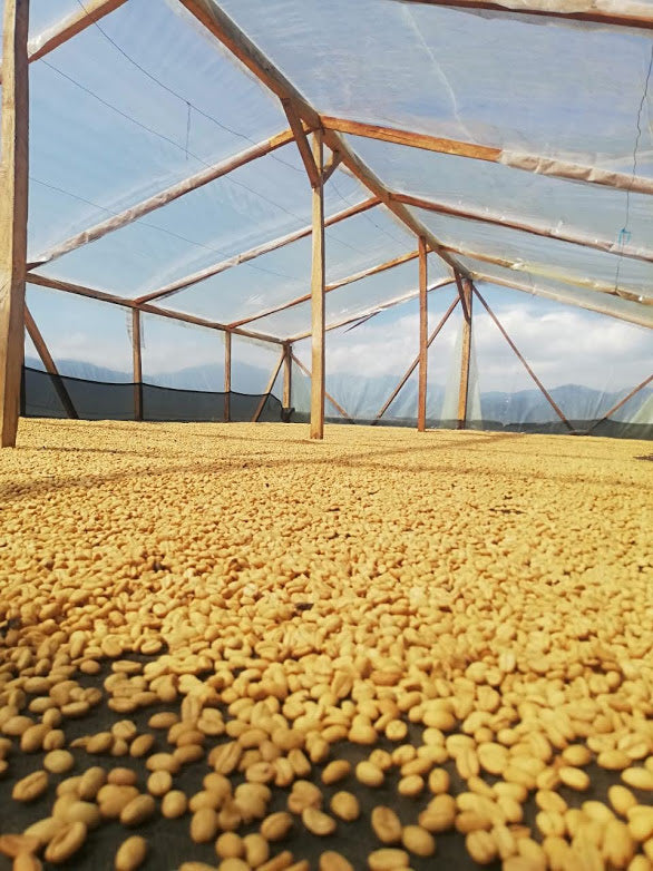 [SOLD OUT] NUANCES - KOLUMBIEN